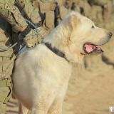 Harby gullukçylaryň ebedi hemrasy