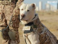 Harby gullukçylaryň ebedi hemrasy