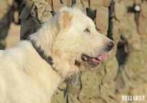 Harby gullukçylaryň ebedi hemrasy