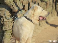 Harby gullukçylaryň ebedi hemrasy