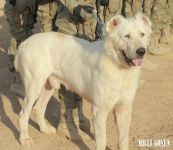 Harby gullukçylaryň ebedi hemrasy