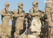 Harby gullukçylaryň ebedi hemrasy