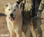 Harby gullukçylaryň ebedi hemrasy