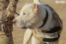 Harby gullukçylaryň ebedi hemrasy