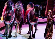 Rowaçlygyň Watanynda Täze Ýyl