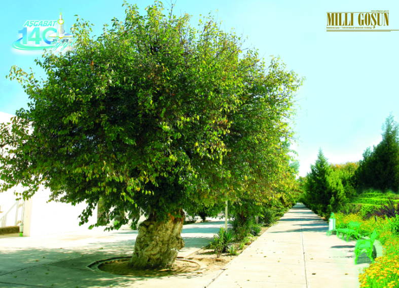 Aşgabadyň 140 ýaşly daragtyny gördüňizmi?!