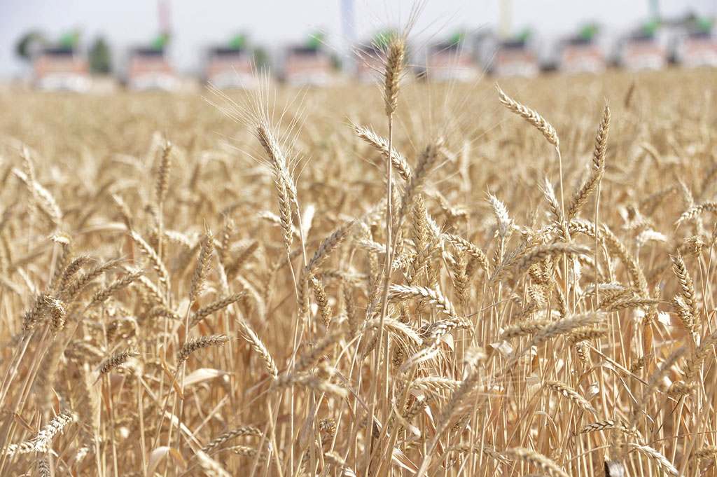 Daşoguz we Balkan welaýatlarynyň gallaçylary hem bugdaý oragyna girişdiler