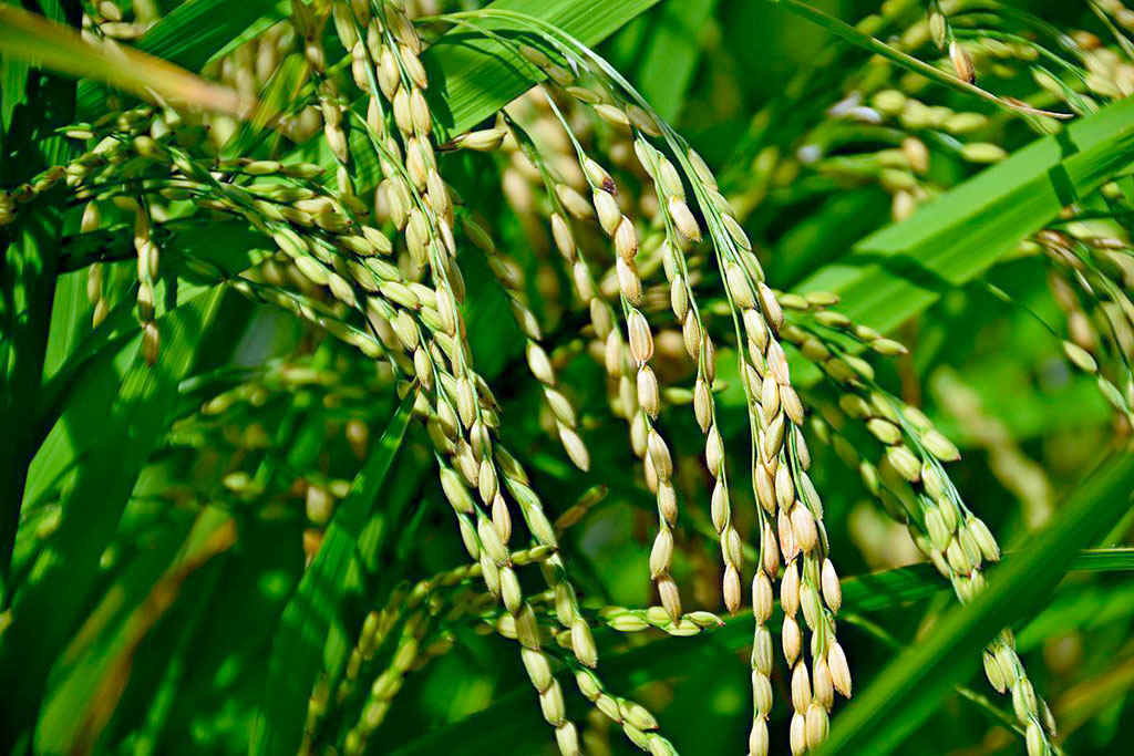 Demirgazyk sebitde şaly ýygymy dowam edýär