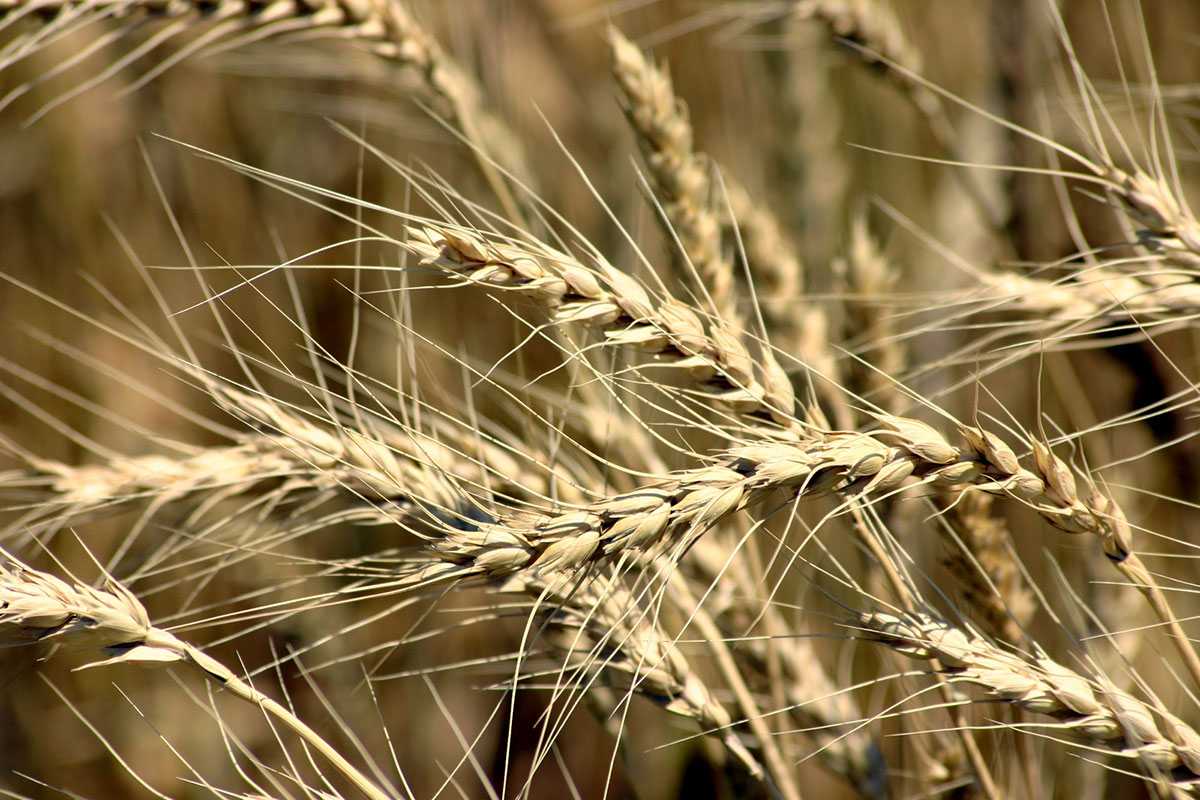 Hormatly Prezidentimiz güýzlük bugdaý ekişine hem-de pagta ýygymyna ak pata berdi