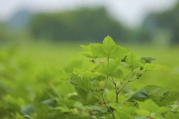 Mary welaýatynda gowaça ekişi tamamlandy