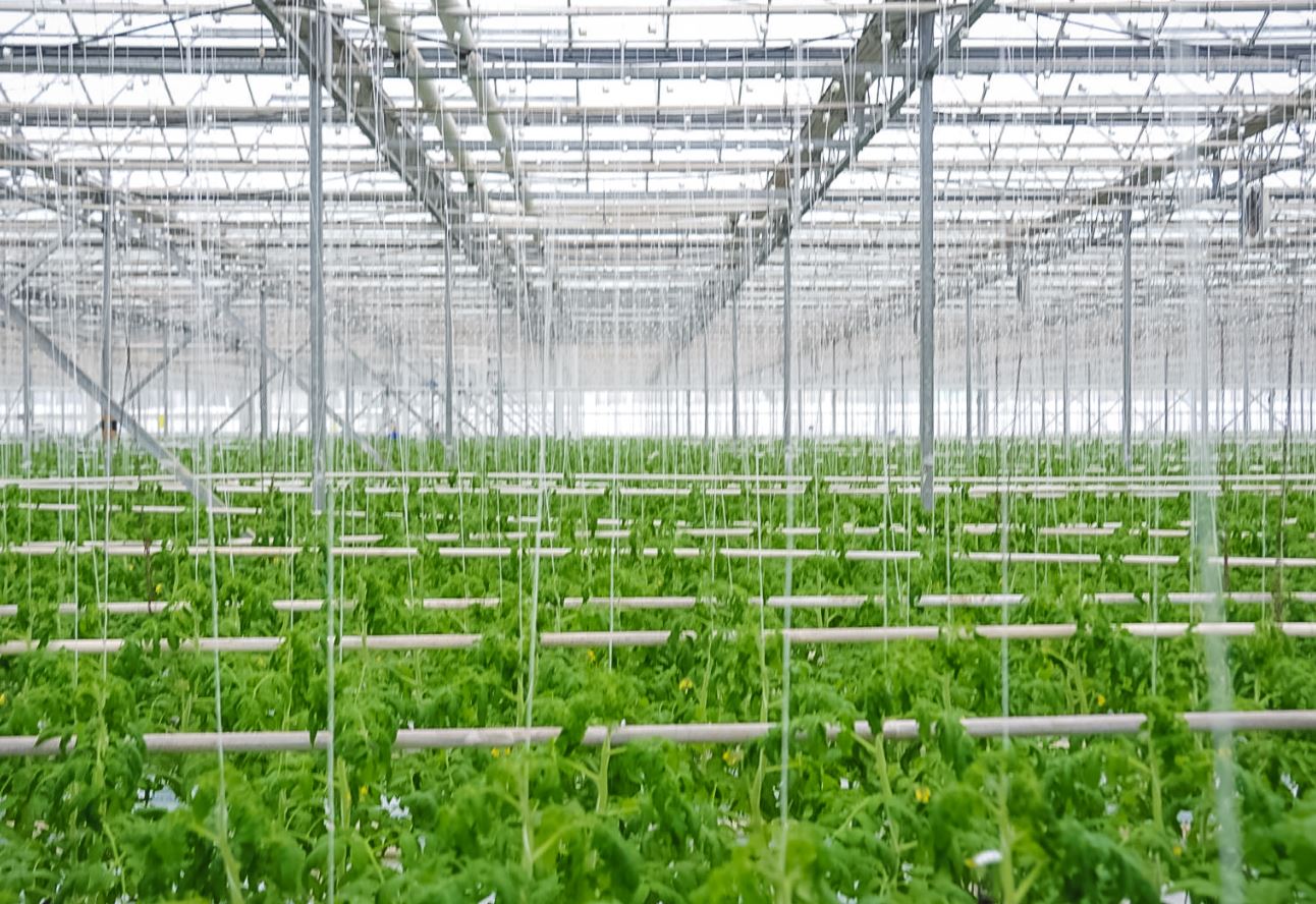 Täze döwrebap ýyladyşhana toplumy açyldy