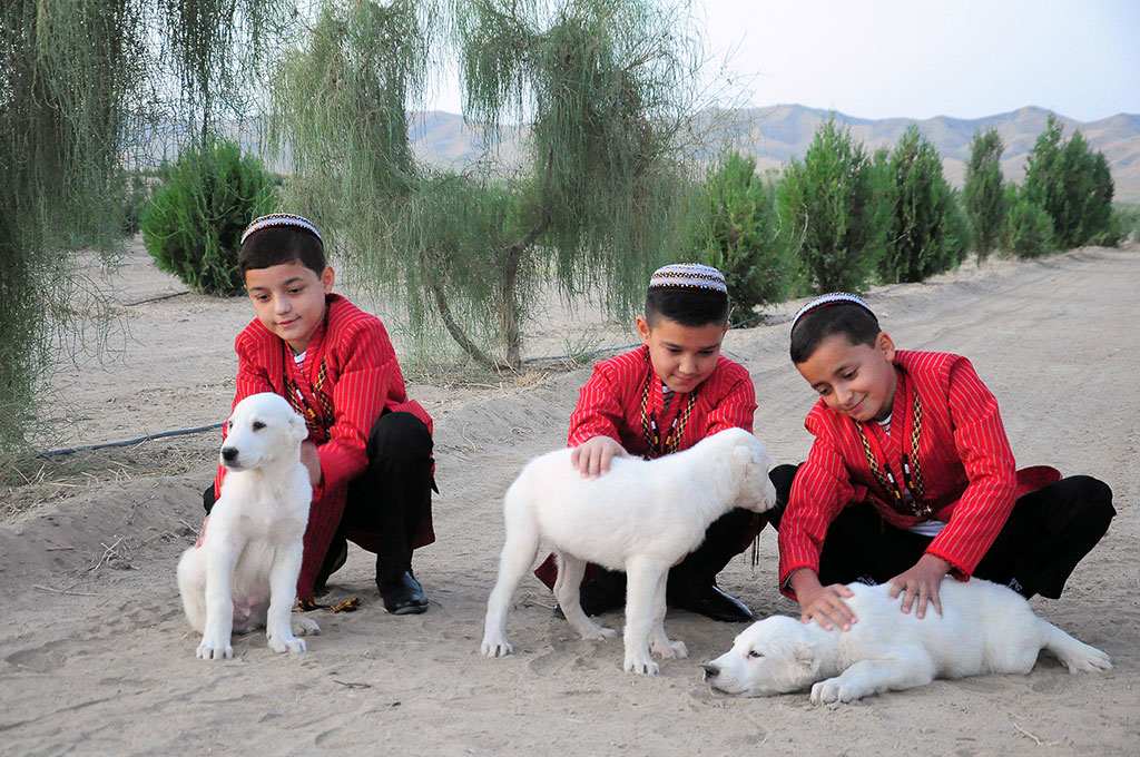 Telekeçilere welaýatlarda «Türkmen alabaý itleri» merkezleriniň gurluşygy ynanyldy