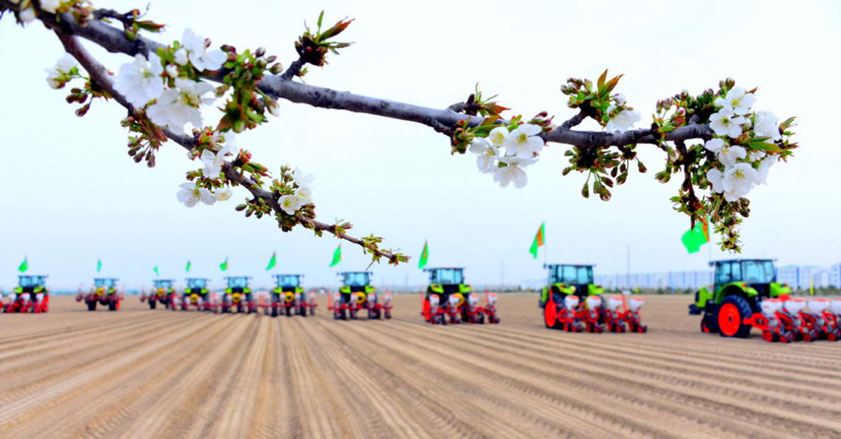 Türkmenistanda gowaça ekişine girişildi