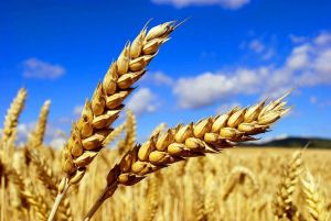 Bugdaý oragyna taýýarlyk görülýär