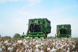 Gowaça meýdanlary artdyrylar