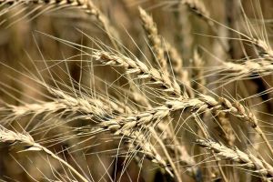 Hormatly Prezidentimiz güýzlük bugdaý ekişine hem-de pagta ýygymyna ak pata berdi