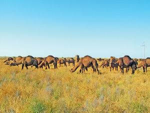 Kömekçi hojalyklaryny pugtalandyrmak üçin ähmiýetli taslama