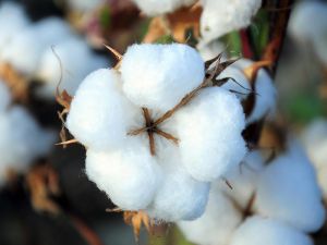 Lebap welaýatynyň pagtaçylary şertnamalaýyn borçnamalaryny ýerine ýetirendikleri barada hasabat berdiler