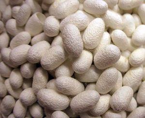 Lebap welaýatynyň ýüpekçileri meýilnamany ýerine ýetirdiler