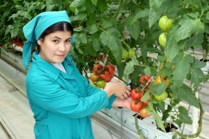 Täze ýyladyşhana toplumy ulanylmaga berildi