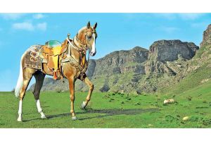 Türkmen bedewiniň milli baýramy mynasybetli Aşgabat şäherinde 2026-njy ýylyň 25-nji aprelinde ahalteke atlarynyň halkara gözellik bäsleşigini geçirmek bellenildi