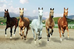 Türkmen bedewiniň milli baýramy ýokary guramaçylykda belleniler