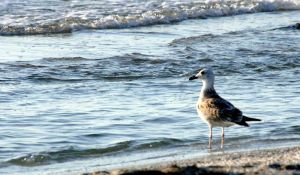 Türkmenistanda deňizde ýüzüş ulgamynda hyzmatdaşlygyň geljegi ara alnyp maslahatlaşyldy
