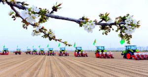 Türkmenistanda gowaça ekişine girişildi