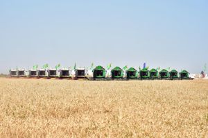 Ýurdumyzda galla oragyna girişildi