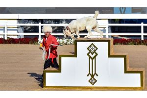 Ýurdumyzda Türkmen alabaýynyň baýramy bellenildi