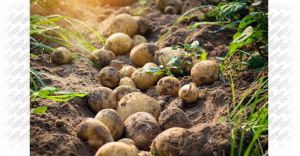 Ýurduň demirgazygynda kartofel ýygymy dowam edýär